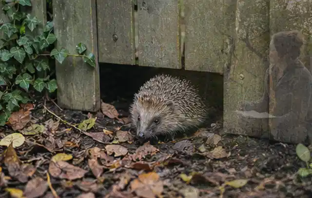 Igel nutzt einen bodennahen Durchgang unter einem hölzernen Gartenzaun; Thema Smoker, Schwerpunkt Reinigung; Ergebnis.