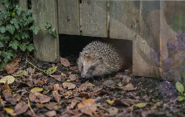 Igel nutzt einen bodennahen Durchgang unter einem hölzernen Gartenzaun; Thema Smoker, Schwerpunkt Reparatur; Praxisalltag.