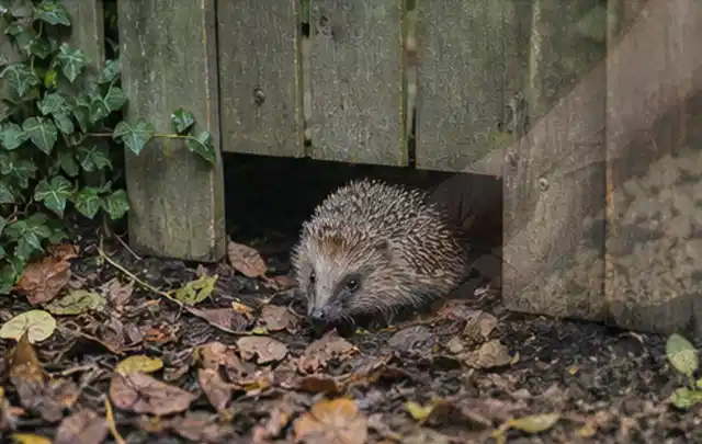 Igel nutzt einen bodennahen Durchgang unter einem hölzernen Gartenzaun; Thema Smoker, Schwerpunkt Sicherheit; Kontrolle.