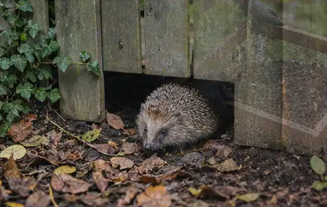 Igel nutzt einen bodennahen Durchgang unter einem hölzernen Gartenzaun; Thema Smoker, Schwerpunkt Testkriterien; Ausgangslage.