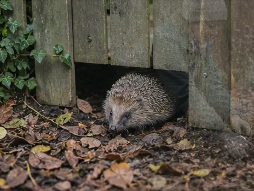 Igel nutzt einen bodennahen Durchgang unter einem hölzernen Gartenzaun; Thema Smoker, Schwerpunkt Wartung; Titelbild.
