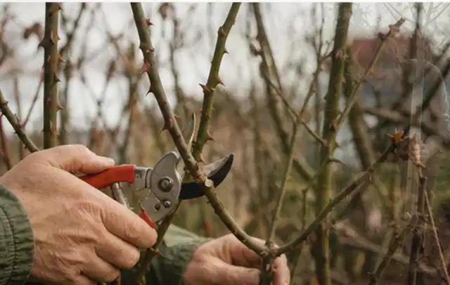 Hände schneiden einen älteren Rosenstrauch mit einer sauberen Gartenschere; Thema Sommerblumen, Schwerpunkt Bewässerung; Ausgangslage.