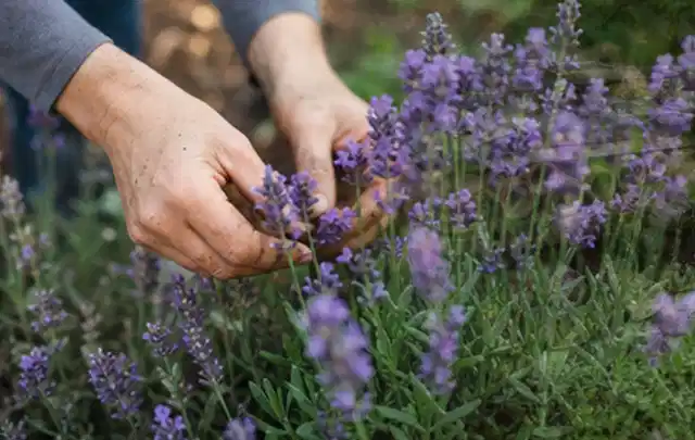 Hände pflegen blühenden Lavendel in einem natürlich angelegten Gartenbeet; Thema Sommerblumen, Schwerpunkt Bewässerung; Kontrolle.
