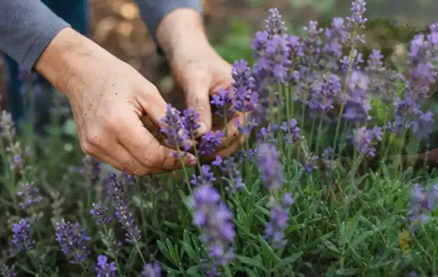 Hände pflegen blühenden Lavendel in einem natürlich angelegten Gartenbeet; Thema Sommerblumen, Schwerpunkt Blumen; Ausgangslage.