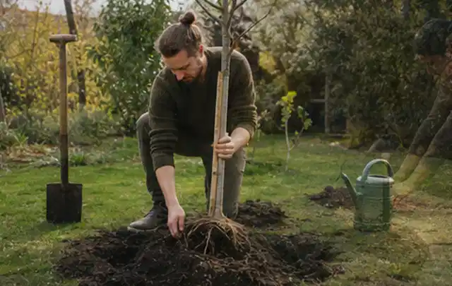 Person setzt einen jungen Zierbaum in ein vorbereitetes Pflanzloch im Garten; Thema Sommerblumen, Schwerpunkt Blumen; Umsetzung.