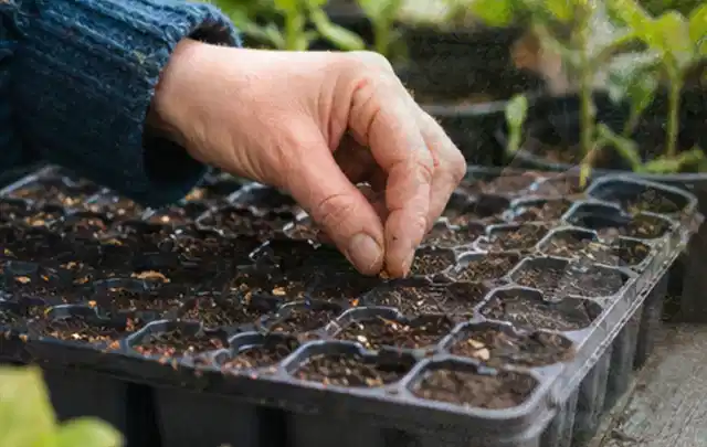 Hand legt einzelne Samen in vorbereitete Anzuchtschalen mit lockerer Erde; Thema Sommerblumen, Schwerpunkt Boden; Umsetzung.