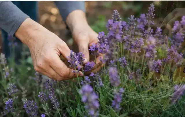 Hände pflegen blühenden Lavendel in einem natürlich angelegten Gartenbeet; Thema Sommerblumen, Schwerpunkt Düngung; Umsetzung.