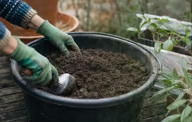 Behandschuhte Hände bereiten lockere Pflanzerde in einem großen Kübel vor; Thema Sommerblumen, Schwerpunkt Düngung; Ergebnis.
