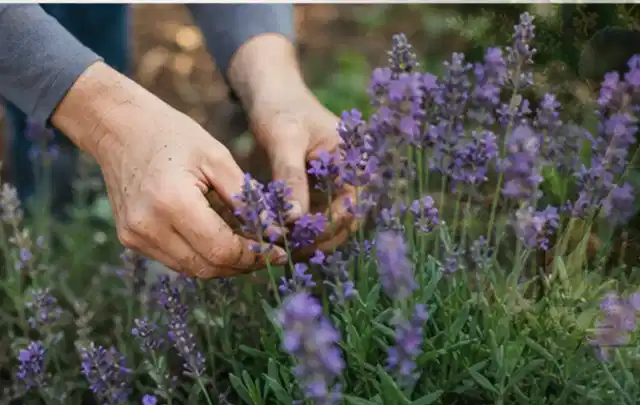 Hände pflegen blühenden Lavendel in einem natürlich angelegten Gartenbeet; Thema Sommerblumen, Schwerpunkt Einsteigerwissen; Umsetzung.