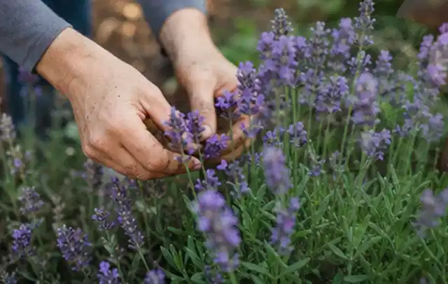 Hände pflegen blühenden Lavendel in einem natürlich angelegten Gartenbeet; Thema Sommerblumen, Schwerpunkt Fehlerhilfe; Ausgangslage.
