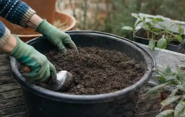 Behandschuhte Hände bereiten lockere Pflanzerde in einem großen Kübel vor; Thema Sommerblumen, Schwerpunkt Fehlerhilfe; Umsetzung.