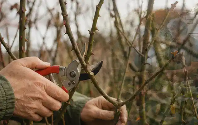 Hände schneiden einen älteren Rosenstrauch mit einer sauberen Gartenschere; Thema Sommerblumen, Schwerpunkt Gartenpraxis; Umsetzung.