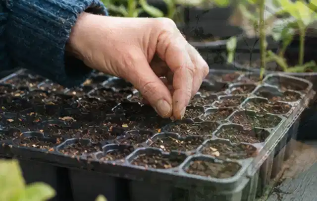Hand legt einzelne Samen in vorbereitete Anzuchtschalen mit lockerer Erde; Thema Sommerblumen, Schwerpunkt Gartenpraxis; Ergebnis.