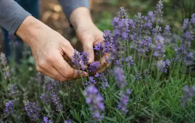 Hände pflegen blühenden Lavendel in einem natürlich angelegten Gartenbeet; Thema Sommerblumen, Schwerpunkt Jahrespflege; Umsetzung.