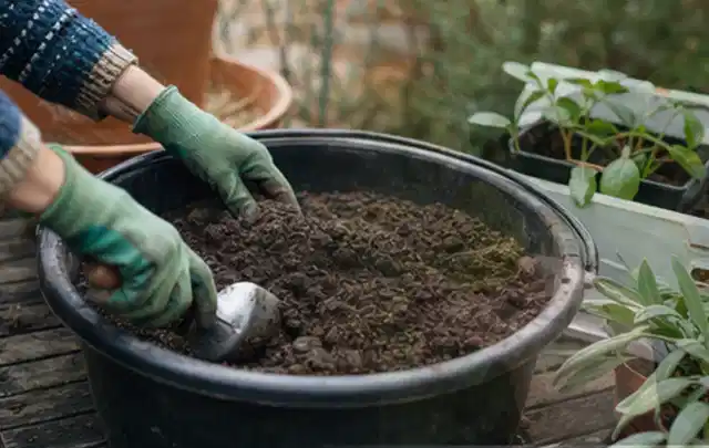 Behandschuhte Hände bereiten lockere Pflanzerde in einem großen Kübel vor; Thema Sommerblumen, Schwerpunkt Jahrespflege; Kontrolle.