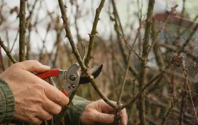 Hände schneiden einen älteren Rosenstrauch mit einer sauberen Gartenschere; Thema Sommerblumen, Schwerpunkt Kaufberatung; Kontrolle.
