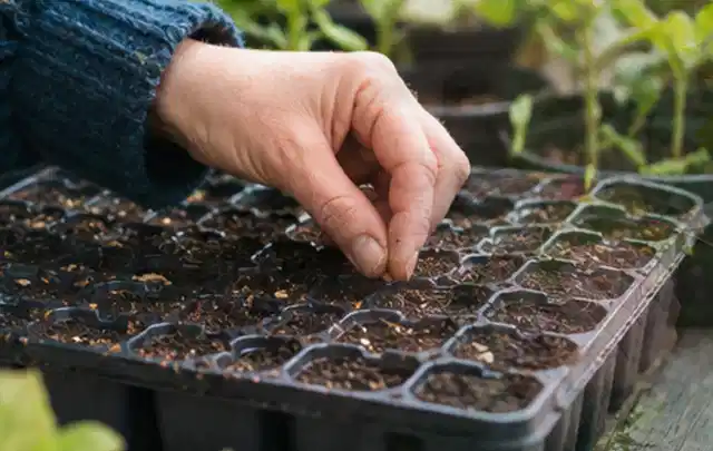 Hand legt einzelne Samen in vorbereitete Anzuchtschalen mit lockerer Erde; Thema Sommerblumen, Schwerpunkt Kaufberatung; Praxisalltag.