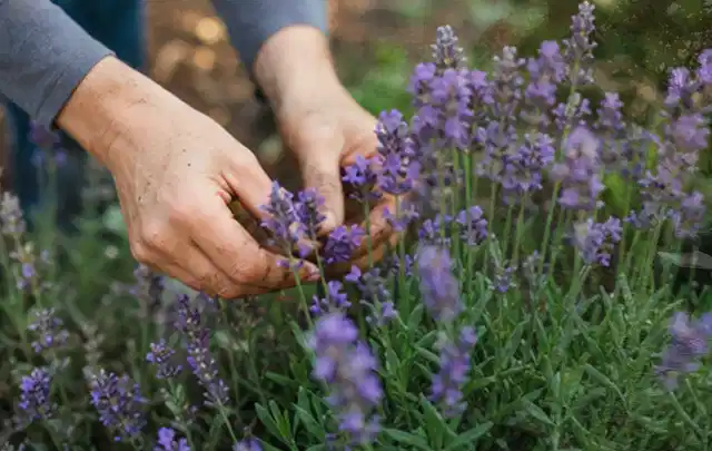 Hände pflegen blühenden Lavendel in einem natürlich angelegten Gartenbeet; Thema Sommerblumen, Schwerpunkt Pflanzenschutz; Umsetzung.