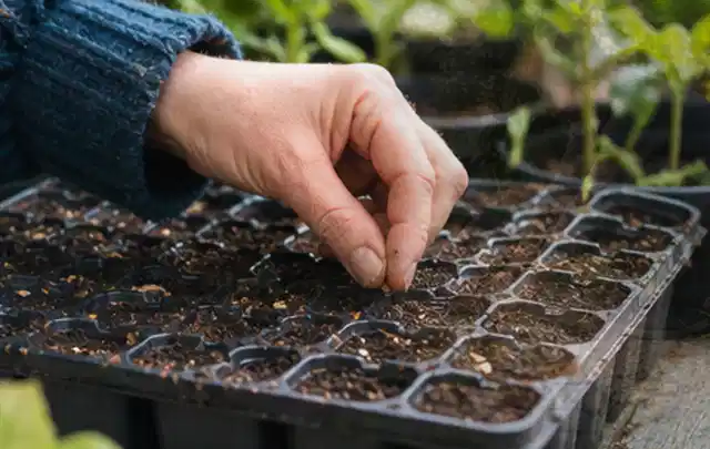 Hand legt einzelne Samen in vorbereitete Anzuchtschalen mit lockerer Erde; Thema Sommerblumen, Schwerpunkt Pflanzenschutz; Ergebnis.