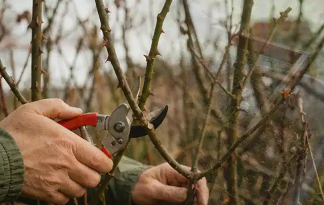 Hände schneiden einen älteren Rosenstrauch mit einer sauberen Gartenschere; Thema Sommerblumen, Schwerpunkt Pflanzenschutz; Praxisalltag.