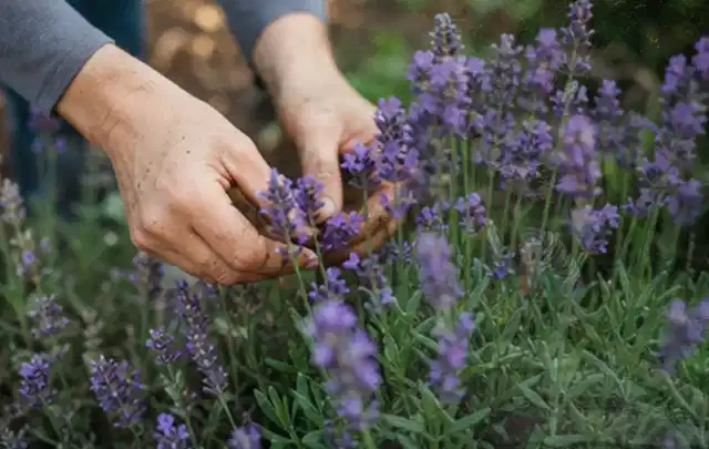 Hände pflegen blühenden Lavendel in einem natürlich angelegten Gartenbeet; Thema Sommerblumen, Schwerpunkt Pflanzpartner; Umsetzung.