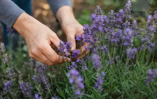 Hände pflegen blühenden Lavendel in einem natürlich angelegten Gartenbeet; Thema Sommerblumen, Schwerpunkt Problemlösung; Ausgangslage.