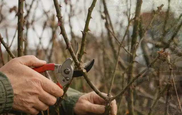Hände schneiden einen älteren Rosenstrauch mit einer sauberen Gartenschere; Thema Sommerblumen, Schwerpunkt Problemlösung; Praxisalltag.