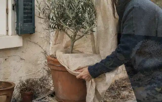 Person umhüllt eine mediterrane Kübelpflanze mit atmungsaktivem Winterschutz; Thema Sommerblumen, Schwerpunkt Rückschnitt; Kontrolle.