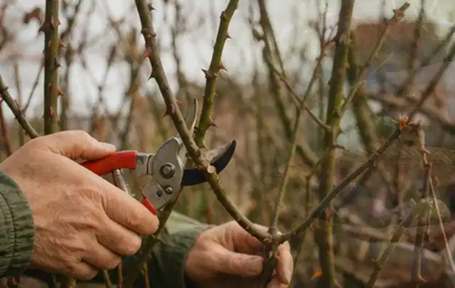 Hände schneiden einen älteren Rosenstrauch mit einer sauberen Gartenschere; Thema Sommerblumen, Schwerpunkt Sortenwahl; Ausgangslage.