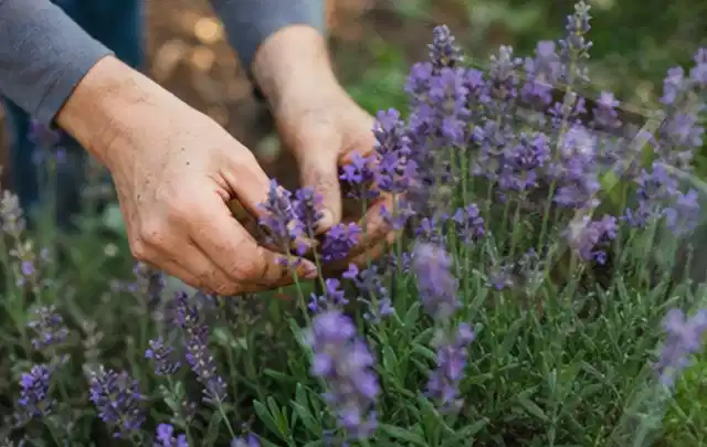 Hände pflegen blühenden Lavendel in einem natürlich angelegten Gartenbeet; Thema Sommerblumen, Schwerpunkt Sortenwahl; Praxisalltag.