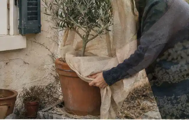 Person umhüllt eine mediterrane Kübelpflanze mit atmungsaktivem Winterschutz; Thema Sommerblumen, Schwerpunkt Standort; Umsetzung.