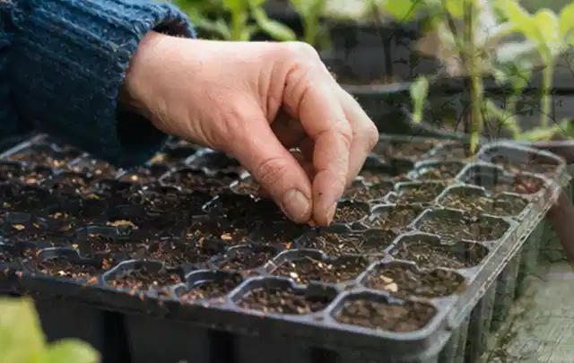 Hand legt einzelne Samen in vorbereitete Anzuchtschalen mit lockerer Erde; Thema Sommerblumen, Schwerpunkt Topfkultur; Umsetzung.