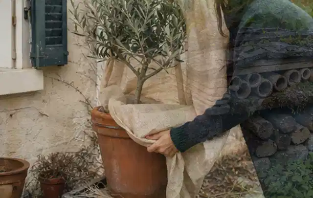Person umhüllt eine mediterrane Kübelpflanze mit atmungsaktivem Winterschutz; Thema Sommerblumen, Schwerpunkt Topfkultur; Praxisalltag.