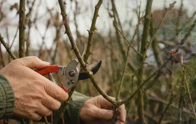 Hände schneiden einen älteren Rosenstrauch mit einer sauberen Gartenschere; Thema Sommerblumen, Schwerpunkt Vermehrung; Umsetzung.