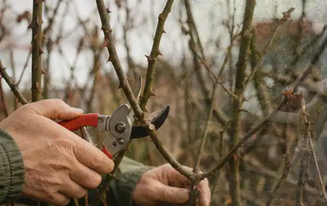 Hände schneiden einen älteren Rosenstrauch mit einer sauberen Gartenschere; Thema Sommerblumen, Schwerpunkt Wachstum; Ergebnis.