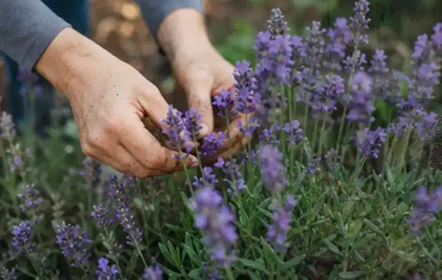Hände pflegen blühenden Lavendel in einem natürlich angelegten Gartenbeet; Thema Sommerblumen, Schwerpunkt Winterpflege; Umsetzung.