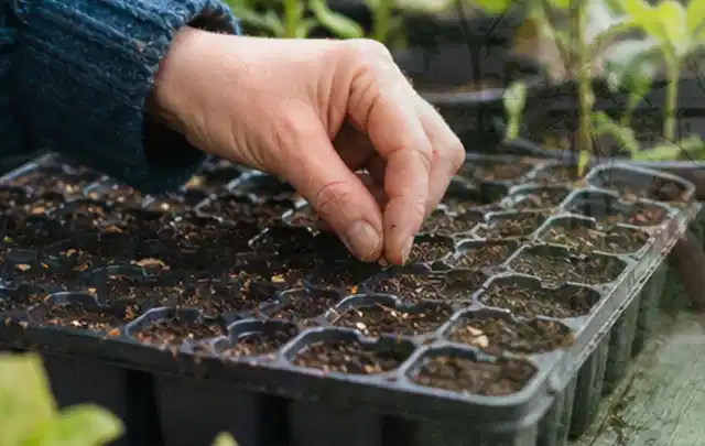 Hand legt einzelne Samen in vorbereitete Anzuchtschalen mit lockerer Erde; Thema Sommerblumen, Schwerpunkt Winterpflege; Ergebnis.