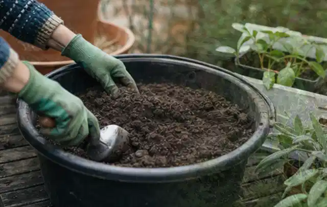 Behandschuhte Hände bereiten lockere Pflanzerde in einem großen Kübel vor; Thema Sommerblumen, Schwerpunkt Winterpflege; Praxisalltag.