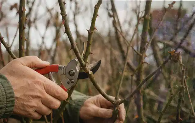 Hände schneiden einen älteren Rosenstrauch mit einer sauberen Gartenschere; Thema Sonnenblumen, Schwerpunkt Bewässerung; Ausgangslage.