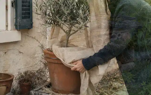 Person umhüllt eine mediterrane Kübelpflanze mit atmungsaktivem Winterschutz; Thema Sonnenblumen, Schwerpunkt Bewässerung; Ergebnis.