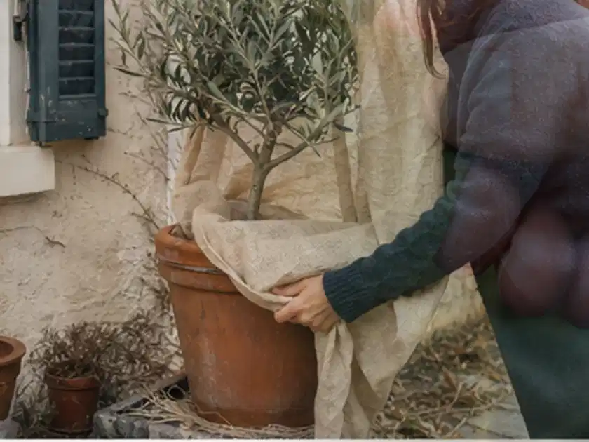 Person umhüllt eine mediterrane Kübelpflanze mit atmungsaktivem Winterschutz; Thema Sonnenblumen, Schwerpunkt Düngung; Titelbild.