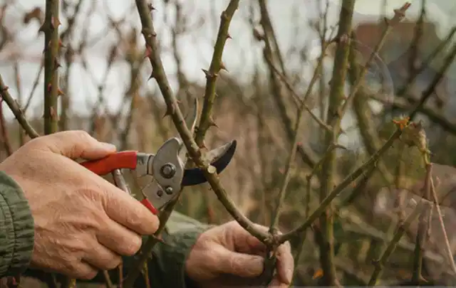 Hände schneiden einen älteren Rosenstrauch mit einer sauberen Gartenschere; Thema Sonnenblumen, Schwerpunkt Düngung; Umsetzung.