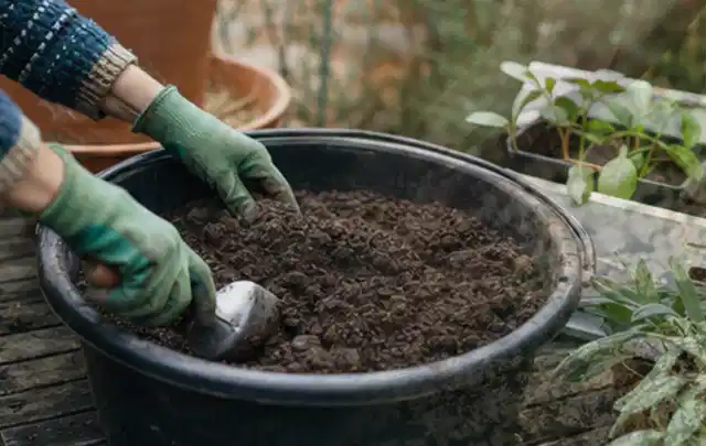 Behandschuhte Hände bereiten lockere Pflanzerde in einem großen Kübel vor; Thema Sonnenblumen, Schwerpunkt Düngung; Kontrolle.