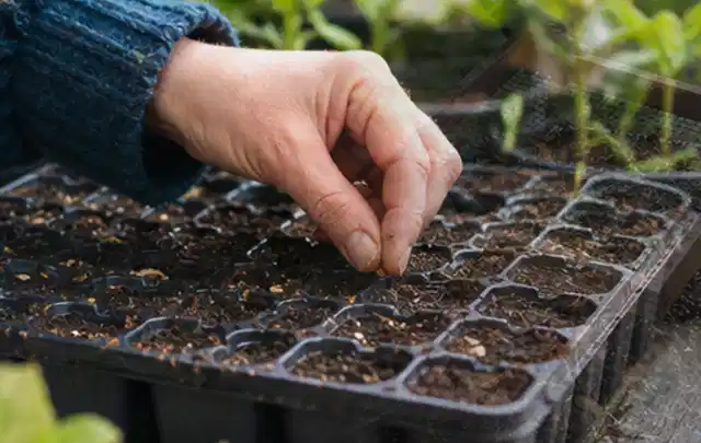 Hand legt einzelne Samen in vorbereitete Anzuchtschalen mit lockerer Erde; Thema Sonnenblumen, Schwerpunkt Einsteigerwissen; Ausgangslage.