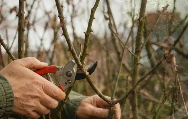 Hände schneiden einen älteren Rosenstrauch mit einer sauberen Gartenschere; Thema Sonnenblumen, Schwerpunkt Einsteigerwissen; Kontrolle.