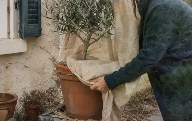 Person umhüllt eine mediterrane Kübelpflanze mit atmungsaktivem Winterschutz; Thema Sonnenblumen, Schwerpunkt Einsteigerwissen; Ergebnis.