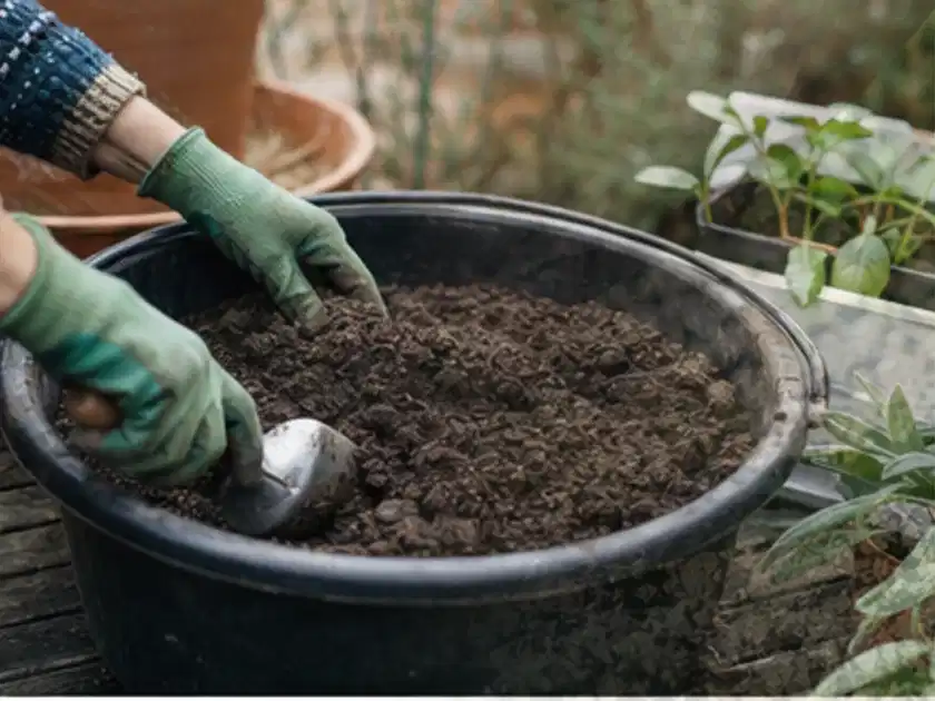 Behandschuhte Hände bereiten lockere Pflanzerde in einem großen Kübel vor; Thema Sonnenblumen, Schwerpunkt Gartenpraxis; Titelbild.