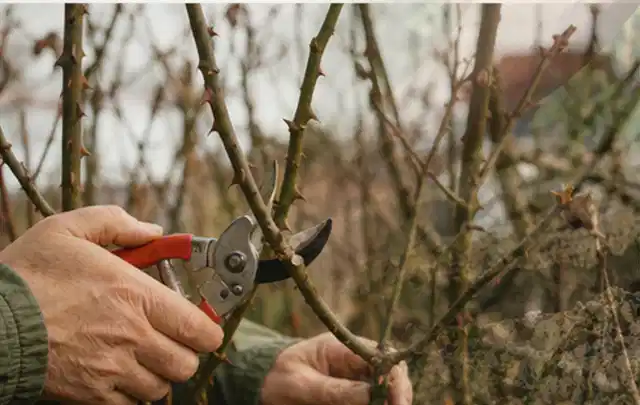 Hände schneiden einen älteren Rosenstrauch mit einer sauberen Gartenschere; Thema Sonnenblumen, Schwerpunkt Gartenpraxis; Ausgangslage.
