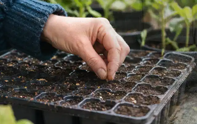 Hand legt einzelne Samen in vorbereitete Anzuchtschalen mit lockerer Erde; Thema Sonnenblumen, Schwerpunkt Gartenpraxis; Kontrolle.