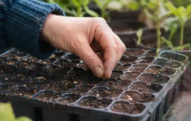 Hand legt einzelne Samen in vorbereitete Anzuchtschalen mit lockerer Erde; Thema Sonnenblumen, Schwerpunkt Jahrespflege; Kontrolle.